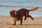 KING CHARLES SPANIEL 096